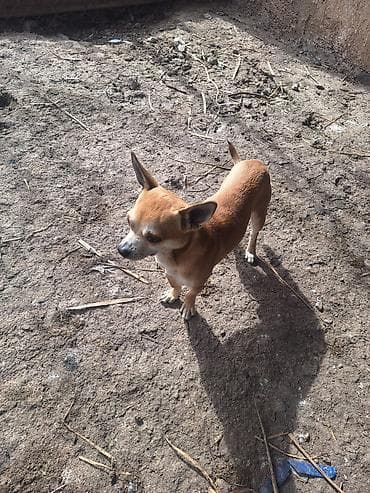 kavkaz coban iti: 2 ay, Erkek, Peyvəndli, Ünvandan götürmə — 5