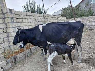 Dişi, il: 2, Damazlıq