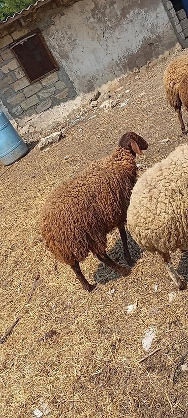 heyvan mal: Erkey qoyun sap sağlam heyvandı heç bir problemi yoxdur. düz 1 yaşı — 1