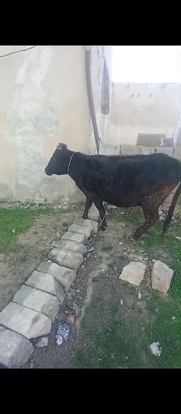 Toyuqlar: Dişi, il: 4, 260 kq, Damazlıq, Ətlik — 1