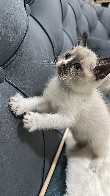 pişik sumkası: Siam — 3