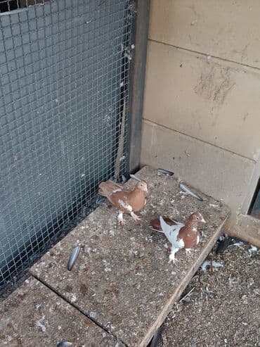 dəvəquşu yumurtası qiyməti: Şəkillərin hamısına baxın. hər cinsdə quşlar satılır . qiymət biri — 20