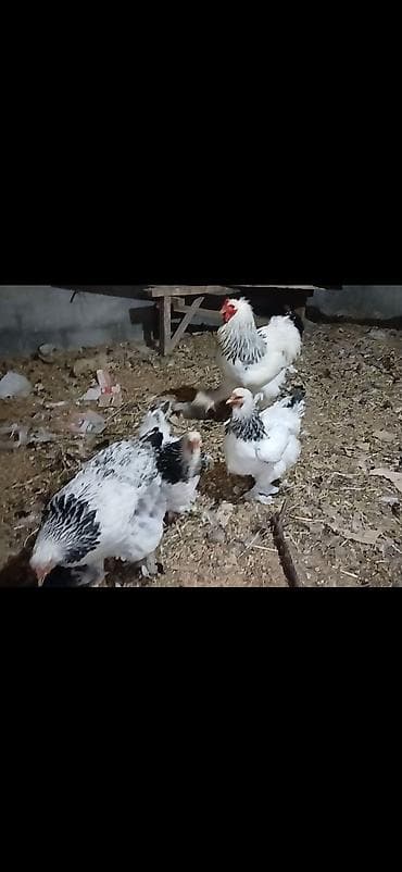 ucuz toyuq satisi: Toyuq, Brama, Damazlıq — 1