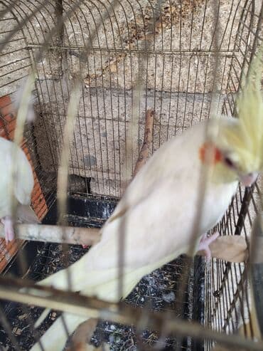 hazır inşalar: Korella ayağlari üzüklü seçmə quşlardi hazir quşlar cute hazir Balada — 3