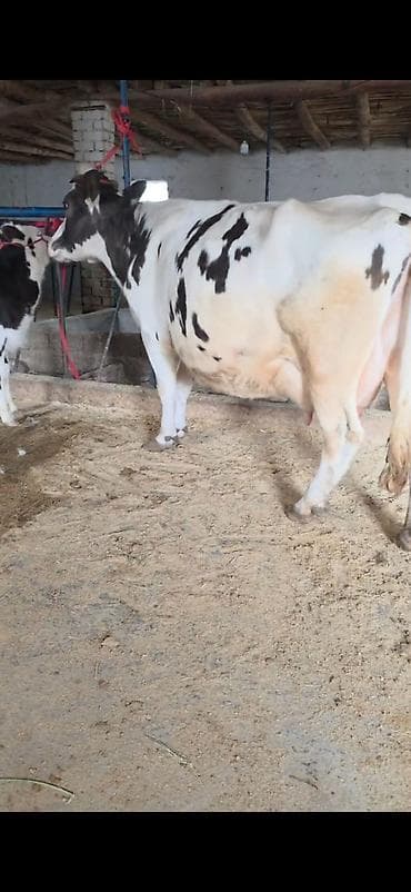 kənd təsərrüfatı heyvanları: Inek südlük sakit inekdi heyvanda heç bir prablemi yoxdu balası 2 — 4