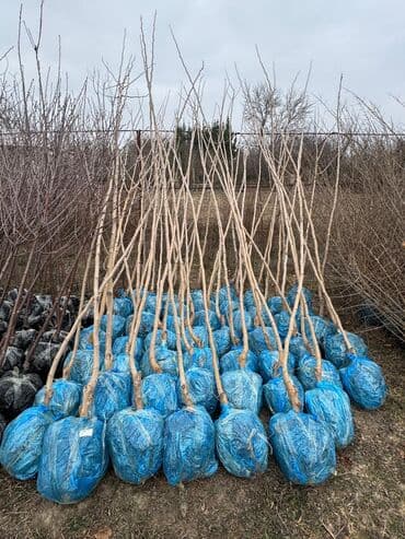 пластмассовый бак для воды купить: Her növ ağaclar ve dekarativ ağaclar çox ucuz ve qarantili gubresiz — 36