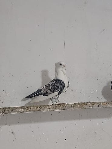 Hazır cüt türk cinsi hunkariler hamsi bala veren quşlardi cütü — 2