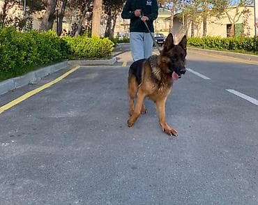 Alman çoban iti, Dişi