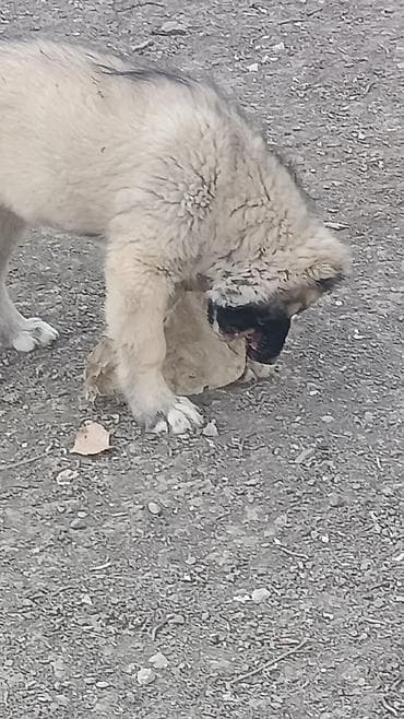 pişik satisi 2020: Kanqal — 2