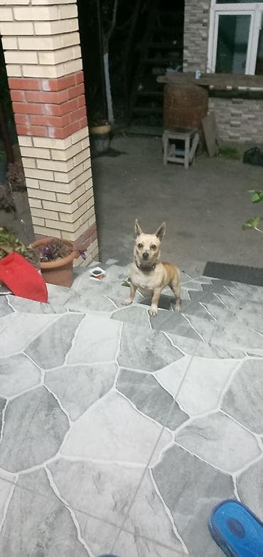 sort it: Çixuahua — 1