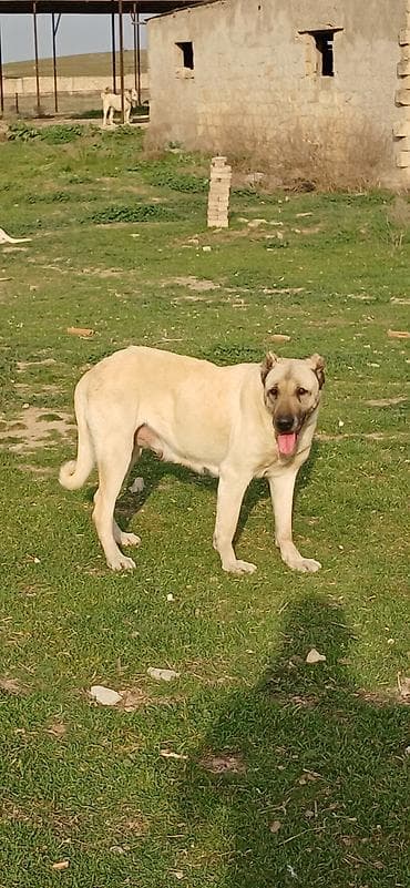 qoyun sekli: Kanqal, 3 il, Dişi, Peyvəndli — 3