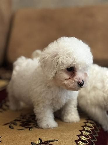 cixuaxua iti: Bişon Frize — 2