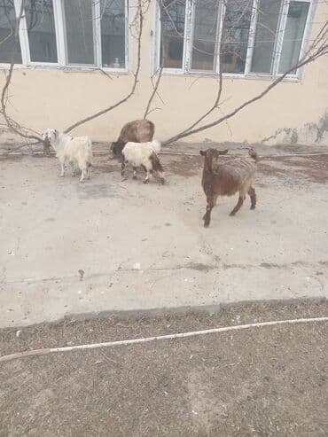 где можно купить собаку: Məhsul: Xırdabuynuzlu heyvanlar – keçilər Təsvir: - Şəkildə bir neçə — 1