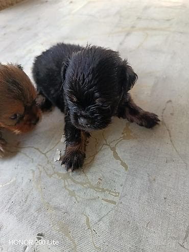 heyvanlar: Pekines, Erkek, Ünvandan götürmə — 3