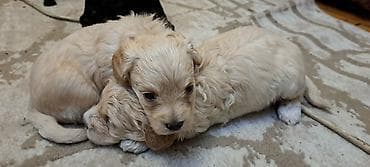 zvanoq itleri: Pudel, 1 ay, Dişi — 2