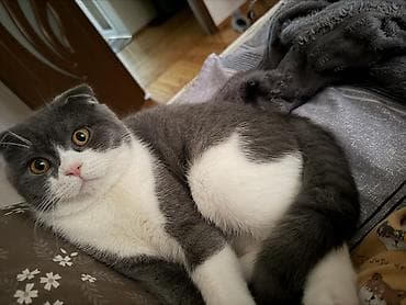 pulsuz pişiy: Şotland, Erkək, Cütləşmə üçün, Pulsuz çatdırılma — 2