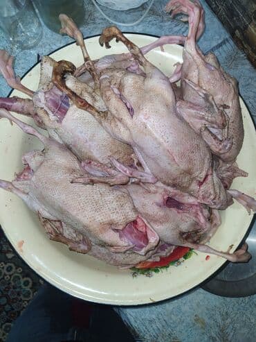 Təbii kənd ördəyi 🦆 – təmizlənmiş kq 13 azn içalat ilə birlikdə