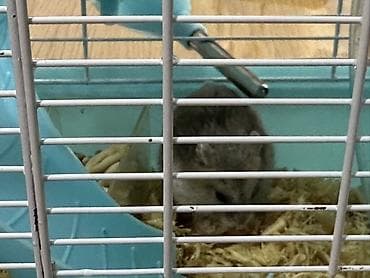 Heyvanlar üçün mallar: Hamster üçün iki mərtəbəli qəfəs – mavi/ağ Icinde bir eded hemster — 10