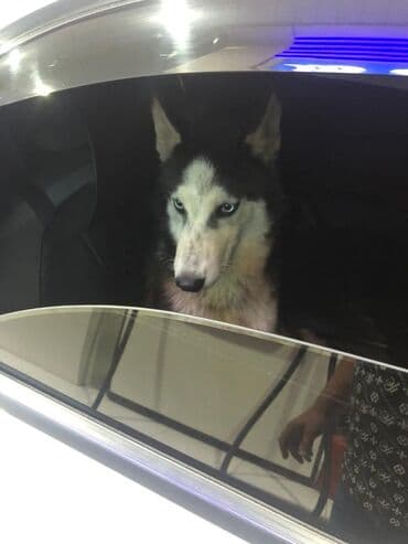 купить хаски щенка: Sibir Husky – mavi gözlü, qara-ağ rəngli erkək it Məhsul təsviri: - — 5