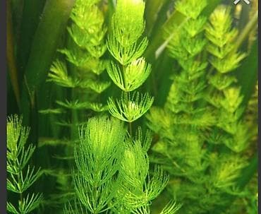 Akvarium aksessuar və ləvazimatları: Akvarium üçün bu bitkilərdən alıram kimdə varsa əlaqə saxlasın — 2