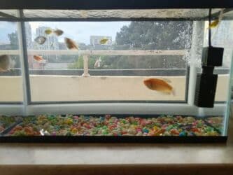 oskar balığı: Balıqlar və akvaryum biryerdə satilir — 3