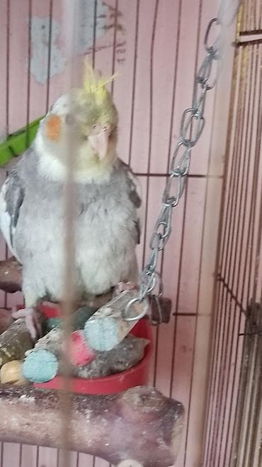 Nimfa (Cockatiel) – boz-ağ rəngli, sarı ç cresti və yanaqlarda narıncı — 2