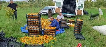 saf su: Salam ərazi Mingəçevirə çox yaxın Günəşli qəsəbəsinin yanında cəmi — 3