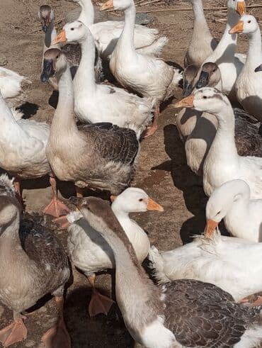 gence toyuq cuce: Linda ve Kuban qazları Kürdəxanı — 2