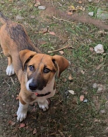 bakida itlerin satisi: Peyvəndli — 1