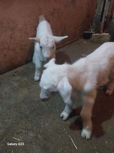 Məhsul: Ağ sanen oğlaq balaları (4 ədəd) Təsvir: - Şəkildə ağ tüklü