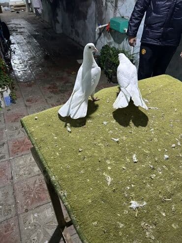 amadin quşu: Her quwn oz qiymeti var yazn sorwn — 3