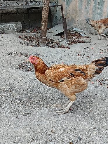 cins heyvanlar: Toyuq, Damazlıq, Ünvandan götürmə — 2