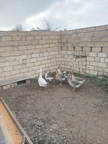 Inəklər, öküzlər: Qaz satılır — 5