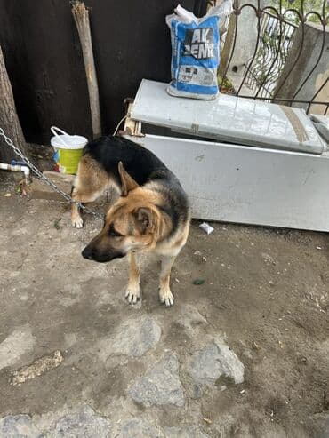 купить хаски щенка: Хаски, 9 месяцев, Самец, Самовывоз — 2