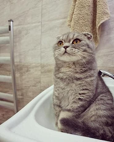 Heyvanlar üçün mallar: Şotland — 6