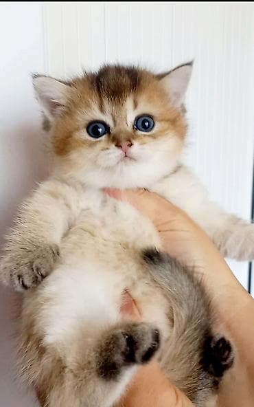 Qızıl şinşilla, Dişi