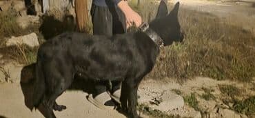 немецкая овчарка цена в баку: Немецкая овчарка — 9