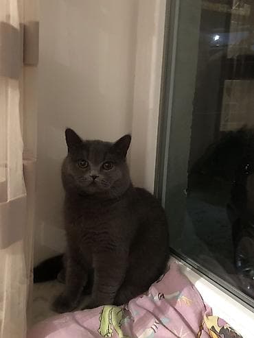 ağ pişikler: Britan, Erkək, Cütləşmə üçün — 3