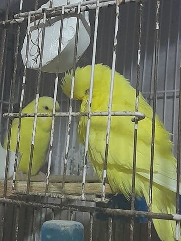 tovuz quşu: Sari cexler cut alana 50 tek tek 30 manat unvan kewle barter erkek — 2