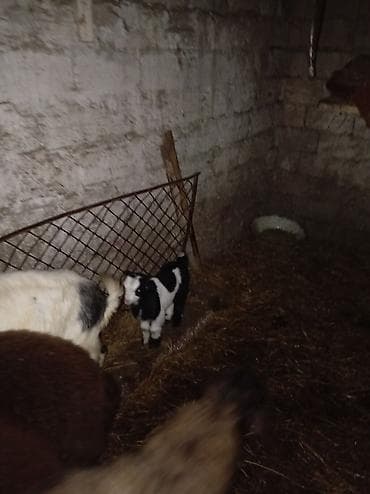 Pişiklər: Məhsul: Qoyun-keçi təsərrüfatından müxtəlif yaşda və cinsdə keçilər — 5