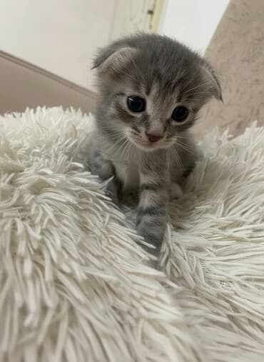 Şirin balaca pişiklər – boz, ağ və qara-boz naxışlı bala pişiklər - lalafo.az -da Şirin balaca pişiklər – boz, ağ və qara-boz naxışlı bala pişiklər -