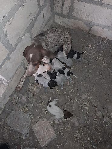 hinduşka balası: 2 ay — 2