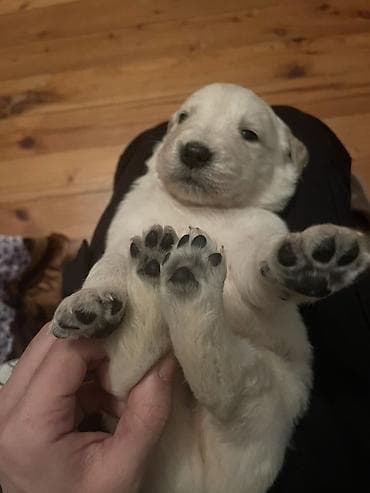 Птицы: Лабрадор-ретривер, 1 месяц, Самец, Платная доставка — 3