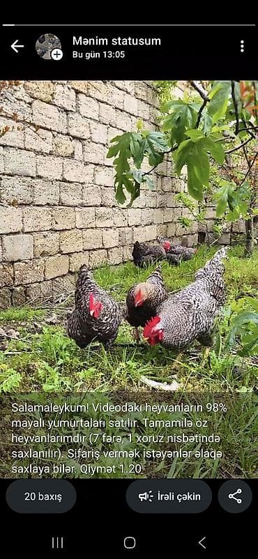 toyuq yumurtasi satisi: Toyuq, Damazlıq — 1