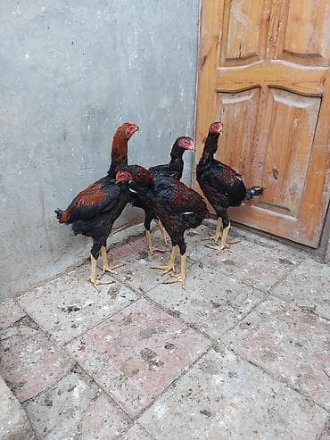 colpa toyuq: Toyuq cücələri, Damazlıq — 3