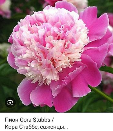 novruz gülü: Pion gülü CORA STUBBS– iki rəngli, iri, ətirli güllər - Növ — 4