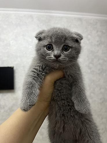 balaca quzu qiyməti: Şotland, Ödənişli çatdırılma — 3