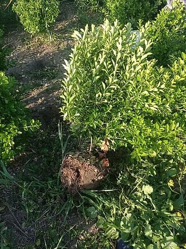 Buxus (şimşad) kolları – köklü, torpaq koma ilə - Landşaft və — 1