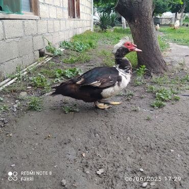 ördək yumurtası satışı: Erkək, | Lal ördək, Damazlıq, Ödənişli çatdırılma — 2