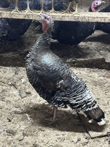 Heyvanlar üçün mallar: Məhsul: Hind toyuğu (hinduşka) Təsvir: - Şəkillərdə qara-boz rəngli — 3